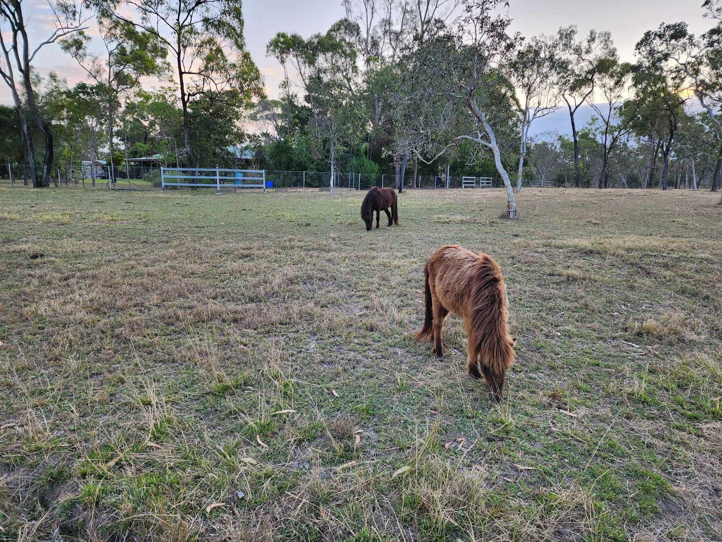 8 Session Pack/ Horse Wisdom Program